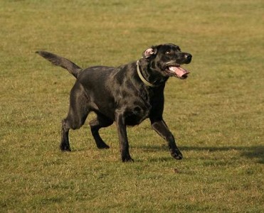 Photographing dogs :: Having fun - Black Labrador comfortable with the camera