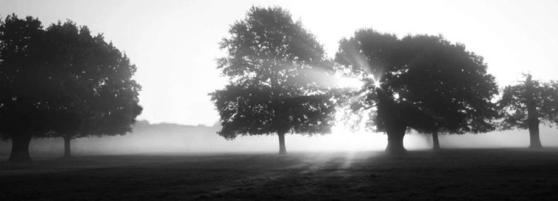 Misty Morning • Look for light shafts